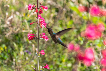 Anna's Hummingbird hovering mid flight, feeding on bright red flowers, with green plants in the background. In Arizona's Sonoran desert. 