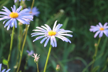 blue flower in the field