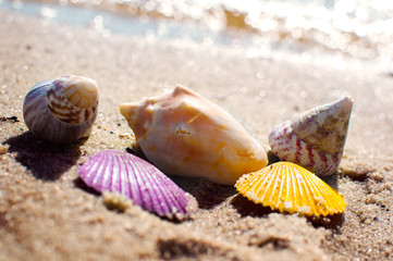 Shells in vivid colors on beach sand image picture