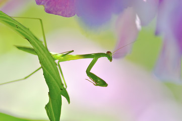 カマキリの子供