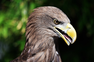 Obraz premium pigargo gigange