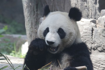 Giant Panda eats Bamboo Leaves, Dian Dian, Beijing, China