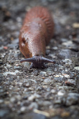Schnecke auf dem Asphalt
