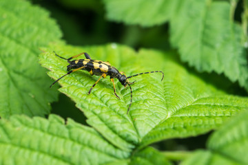 Käfer