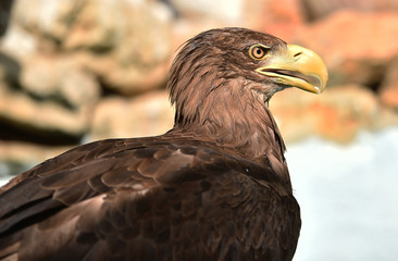 aguila europea