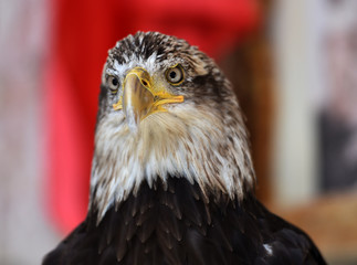 american eagle white head