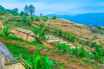 Fototapeta premium Doi Sango viewpoint is on the high and large mountain not far from the golden tri angle viewpoint. Doi Sango have bamboo huts bamboo stage for camping bamboo bridge and bamboo swing