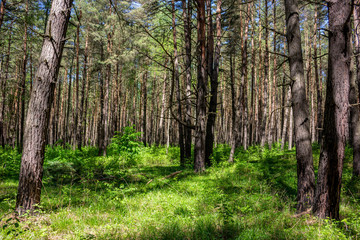 Beautiful thick pine with a weak underwood
