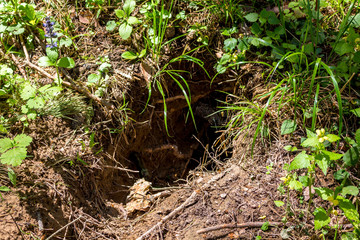 Burrow of a wild animal in the forest

