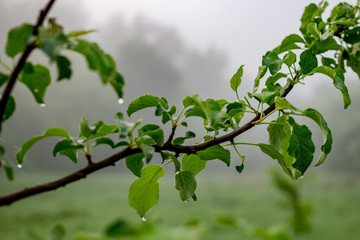 Tree branch against a background of thick fog
