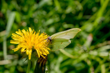 A white butterfly eats sitting on a yellow dandelion flower
