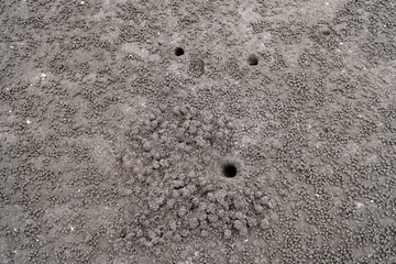 砂浜に掘られた蟹の巣穴