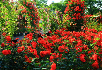 花巻温泉　バラ園