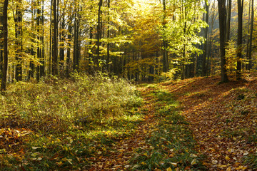 Autumnal landscape forest scenery / Natural forest misty sunrise on Autumn season in north Poland