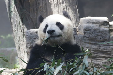 Obraz na płótnie Canvas Giant Panda eats Bamboo Leaves, Dian Dian, Beijing, China