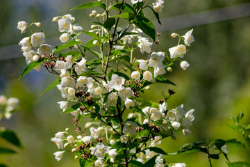 Jasmine flowering in late May

