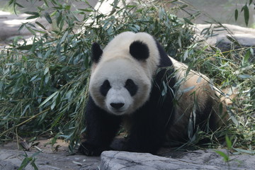 Fototapeta premium Giant Panda in Beijing Zoo, China