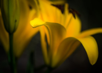 Obraz premium isolated focus on vibrant yellow Asiatic garden lily