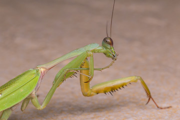 Beautiful Green mantis of Sabah, Borneo