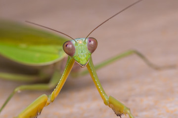 Beautiful Green mantis of Sabah, Borneo