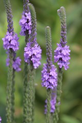 Obraz premium Garden Beauty
