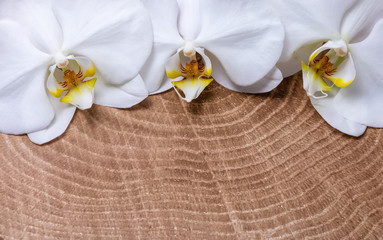 White orchid border on wood table with room for text