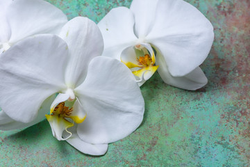 White orchids border on green grunge background with room for copy text