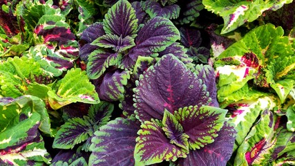 Stunning, Colorful Group of  Highly Textured Plant Leaves, Close Up, Top View; Gardening, Summer, Landscaping, Background, Nature, Green Thumb