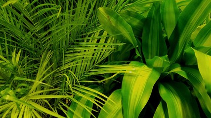 Passing Sunlight Over a Group of Tropical Rain Forest Plants with Varying Shades of Green; Botany, Rain Forest, Travel, Gardening Ideas