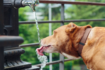 Brown pitbull dog drinking water from a fountain. Outdoors, on a cloudy afternoon.