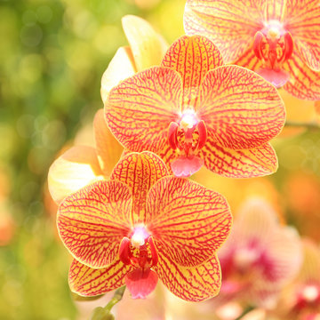 Close-up of yellow pink orchid Bouquet of flower orchid