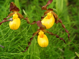 Yellow Moccasin Orchid Flowers