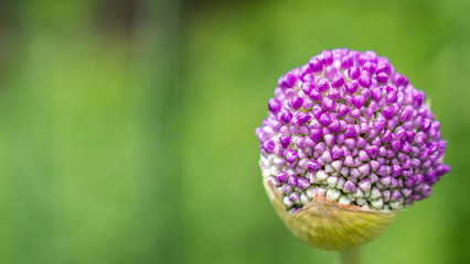 Obraz premium Close up of a Allium Millenium.