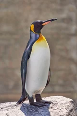 Poster 旭山動物園のキングペンギン © yuji_to