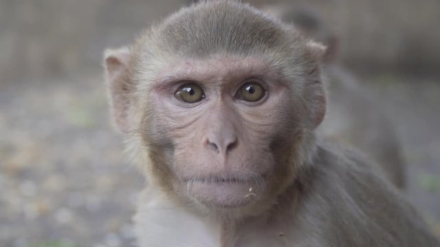 monkey close up looking into camera. Cinematic 120fps