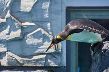 Muurstickers プールに飛び込むキングペンギン © yuji_to