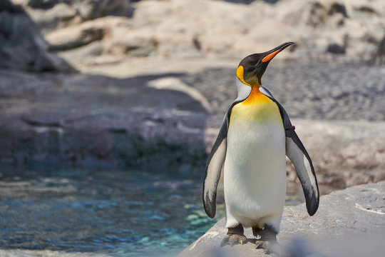 ペンギン のストック写真 ロイヤリティフリーの画像 ベクター およびビデオ Adobe Stock