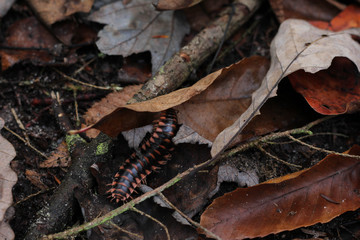 Millipede