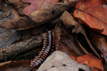 Millipede