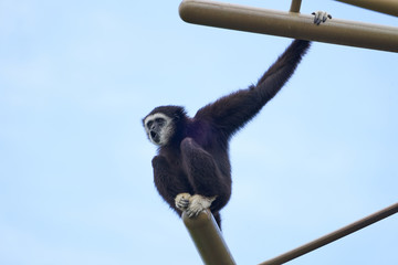 吠えるシロテテナガザル