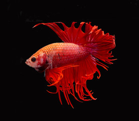 Beautiful Siamese fighting fish isolated with black