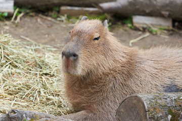 Naklejka premium 旭山動物園のカピバラ