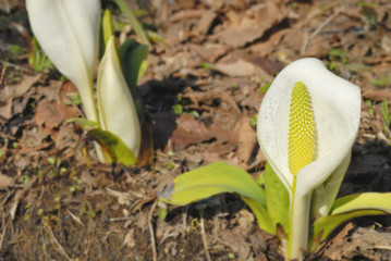 水芭蕉　春　素材