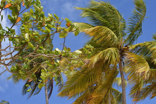 Breeze in the trees