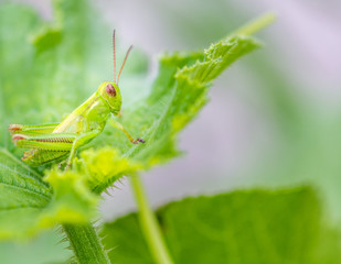 Grasshopper on a Pumpkin Plant Leaf