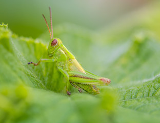 Grasshopper on a Pumpkin Plant Leaf