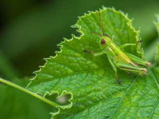 Grasshopper on a Pumpkin Plant Leaf