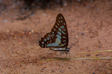 Graphium doson axion : Common Jay, Beautiful Butterfly.