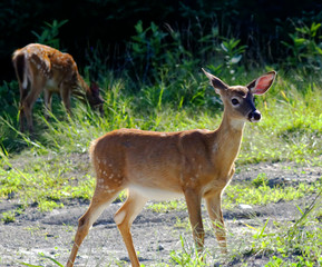 Female deer on the lookout by the forest