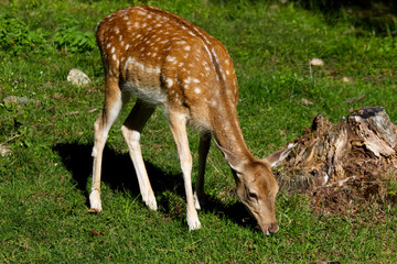 Little baby deer eating grass in a field